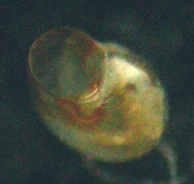 limacina lesueurii = Mathilda sp., protoconca